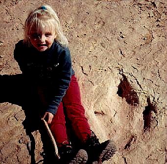 Dinosaur Tracks - Copper Ridge Sauropod Dinosaur Trackway, Moab Utah